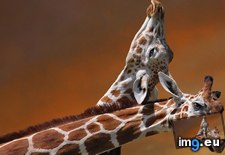 Tags: 1366x768, giraffe, wallpaper (Pict. in Animals Wallpapers 1366x768)
