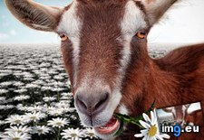 Tags: 1366x768, goat, wallpaper (Pict. in Animals Wallpapers 1366x768)