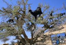 Tags: argan, goats, moroccco, tree (Pict. in Beautiful photos and wallpapers)