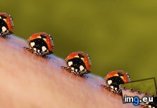 Tags: 1366x768, god, ladybird, wallpaper (Pict. in Animals Wallpapers 1366x768)