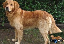 Tags: dog, golden, photo, retriever (Pict. in Rehost)