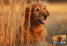 Tags: golden, retriever (Pict. in Beautiful photos and wallpapers)
