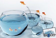 Tags: 1366x768, goldfish, wallpaper (Pict. in Animals Wallpapers 1366x768)