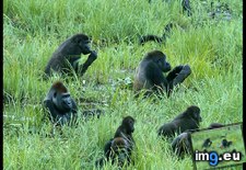 Tags: gathering, gorilla (Pict. in National Geographic Photo Of The Day 2001-2009)