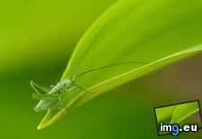 Tags: grasshopper (Pict. in 1920x1200 wallpapers HD)