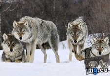 Tags: gray, norway, wallpaper, wide, wolves (Pict. in Unique HD Wallpapers)