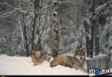Tags: gray, rest, wolves (Pict. in National Geographic Photo Of The Day 2001-2009)