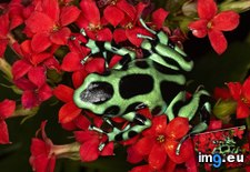 Tags: black, costa, dart, frog, green, poison, rica (Pict. in Beautiful photos and wallpapers)