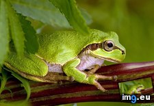 Tags: 1366x768, frog, green, wallpaper (Pict. in Animals Wallpapers 1366x768)