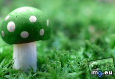 Tags: green, mushroom (Pict. in 1920x1200 wallpapers HD)