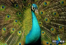 Tags: green, peafowl (Pict. in Rehost)