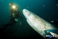 Tags: greenland, sharks (Pict. in National Geographic Photo Of The Day 2001-2009)