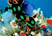 Tags: greenspot, nudibranch (Pict. in National Geographic Photo Of The Day 2001-2009)