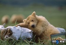 Tags: alaska, bear, grizzly, katmai, national, park, sleeping (Pict. in Beautiful photos and wallpapers)