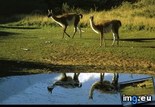 Tags: guanacos (Pict. in National Geographic Photo Of The Day 2001-2009)