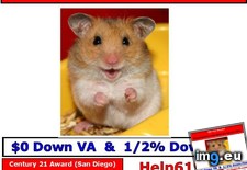 Hamster Blink Century 21 Award San Diego Linda Ring - 98 KB Tags: award, blink, century, diego, hamster, linda, ring, san (Pict. in Linda Ring Century 21 Award San Diego Real Estate)