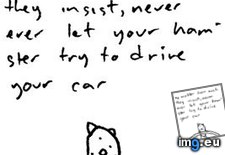 Tags: drivin, funny, hamster, meme (Pict. in Funny pics and meme mix)