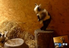 Tags: animated, cute, gif, goat, happy, lil (GIF in Rehost)