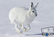 Tags: 1366x768, hare, wallpaper (Pict. in Animals Wallpapers 1366x768)