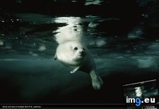 Tags: canada, gulf, harp, seal (Pict. in National Geographic Photo Of The Day 2001-2009)