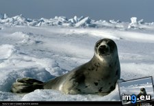 Tags: canada, harp, seal (Pict. in National Geographic Photo Of The Day 2001-2009)