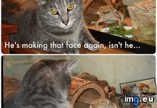 Tags: cat, face, funny, gecko, making (Pict. in Rehost)