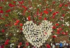 Tags: daisies, heart (Pict. in Beautiful photos and wallpapers)