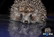 Tags: 1366x768, hedgehog, wallpaper (Pict. in Animals Wallpapers 1366x768)