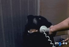 Tags: animated, dog, gif, meme (GIF in Rehost)