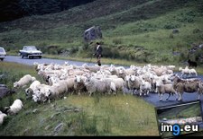 Tags: highland, sheep (Pict. in National Geographic Photo Of The Day 2001-2009)