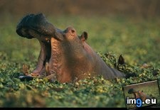 Tags: hippo, yawning (Pict. in National Geographic Photo Of The Day 2001-2009)