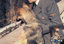 Tags: dog, his, hitler (Pict. in Historical photos of nazi Germany)