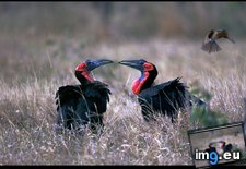 Tags: hornbill, love (Pict. in National Geographic Photo Of The Day 2001-2009)