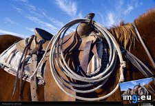 Tags: cobb, horse (Pict. in National Geographic Photo Of The Day 2001-2009)
