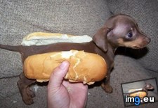 Tags: cute, funny, hotdog, photo, puppy (Pict. in Rehost)