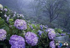 Tags: hydrangea, japan, minano, minoyama, park, saitama (Pict. in Beautiful photos and wallpapers)