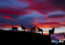 Tags: horses, icelandic, sunset (Pict. in Beautiful photos and wallpapers)