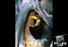 Tags: hornbill, indonesia (Pict. in National Geographic Photo Of The Day 2001-2009)