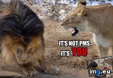 Tags: funny, lions, pms (Pict. in Rehost)