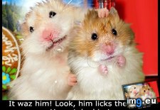 Tags: cute, funny, hamsters, him, licks, milk, nice, waz (Pict. in Rehost)