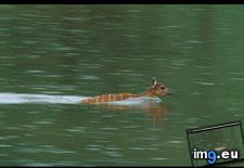 Tags: ivindo, park, sitatunga (Pict. in National Geographic Photo Of The Day 2001-2009)