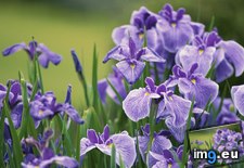Tags: irises, japanese (Pict. in Beautiful photos and wallpapers)