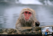 Tags: cobb, japanese, macaque (Pict. in National Geographic Photo Of The Day 2001-2009)