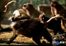 Tags: gelada, jumping (Pict. in National Geographic Photo Of The Day 2001-2009)