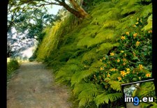 Tags: estate, killarney, lined, muckross, national, now, park, path, roses, sharon (Pict. in Branson DeCou Stock Images)