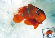 Tags: anemonefish, bay, kimbe (Pict. in National Geographic Photo Of The Day 2001-2009)