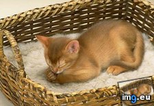 Tags: basket, kitten (Pict. in Cute cats & kittens)