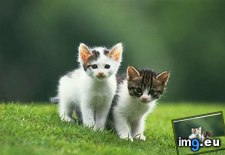 Tags: kitten (Pict. in Cute cats & kittens)