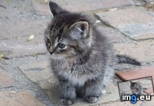 Tags: 1366x768, kitten, wallpaper (Pict. in Cats and Kitten Wallpapers 1366x768)