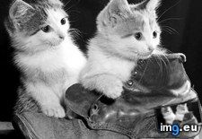 Tags: 1366x768, kitten, wallpaper (Pict. in Cats and Kitten Wallpapers 1366x768)